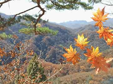 今年小麦价格每斤多少钱